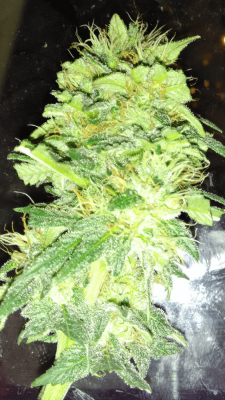 Buds From Milk Jug Grow.