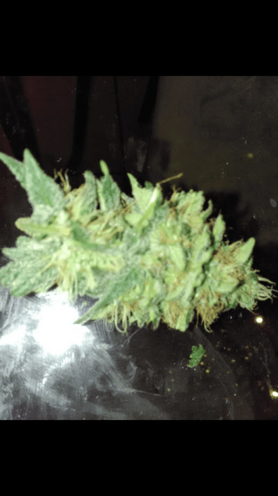 Buds From Milk Jug Grow.