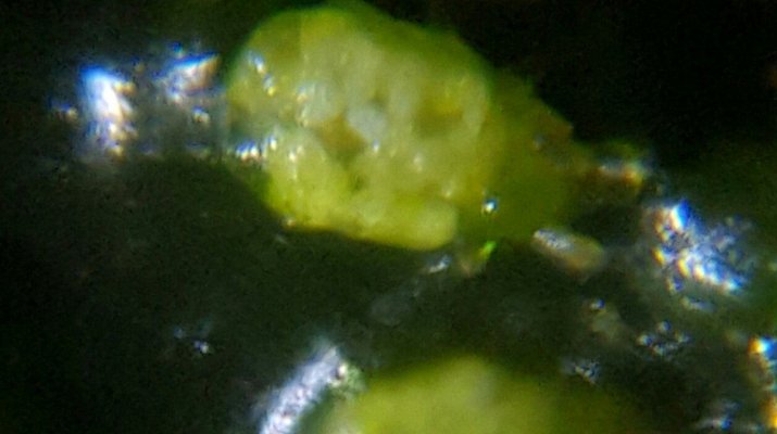 Are These Bulb Mites?