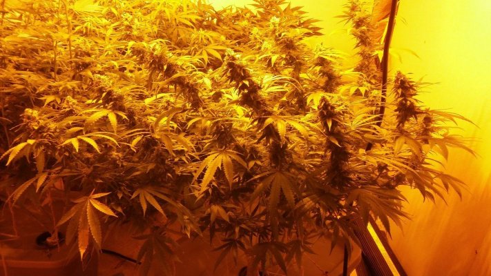 Roots Dwc