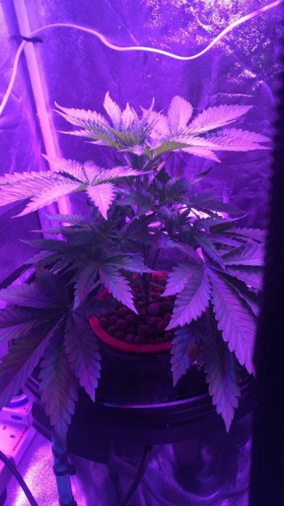 do-i-need-so-many-fan-leaves-2.jpg