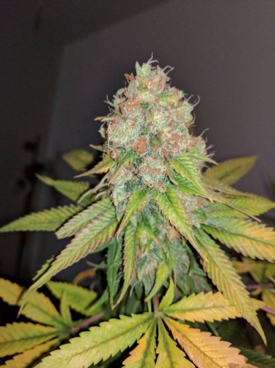 Homebrew420s'  Seed Creation and Selection