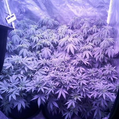 Week 6 Of Veg