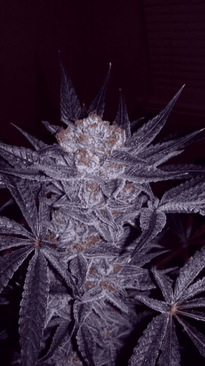 hso---black-dog-kush-harvest-pics.png