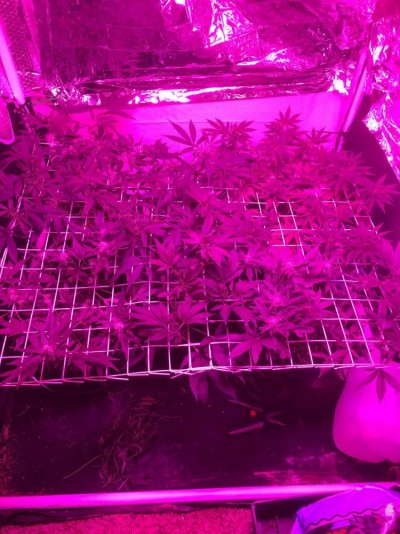 What To Mix With Water For Bigger Buds?