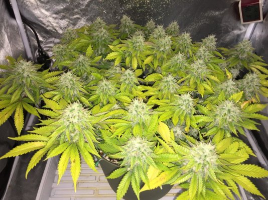 First Diarie....grow With Me