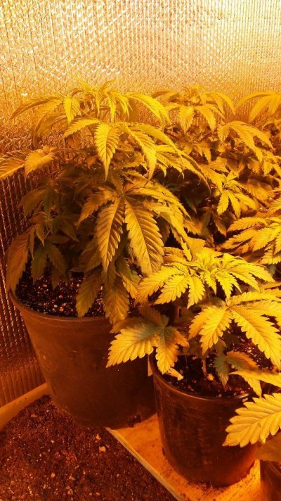 20170424_224151.jpg