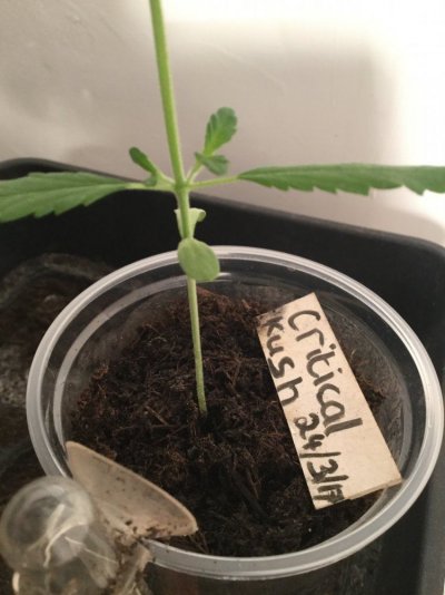 The Cup Grow Off Official Banter Thread
