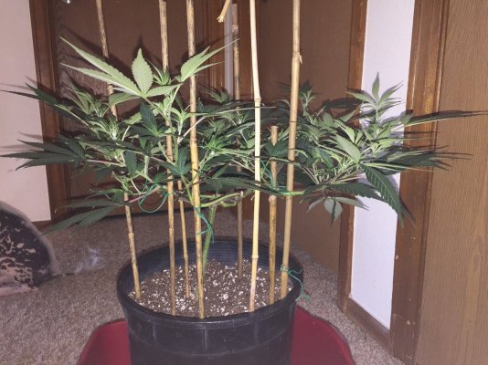 L.e.d Organic Grow