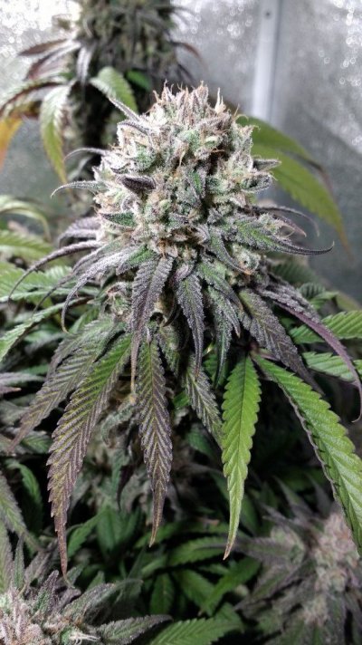 Zombie Kush Day 94 Flower Day 65 (3).jpg