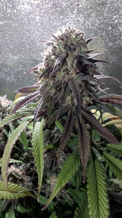 Zombie Kush Day 94 Flower Day 65 (6).jpg