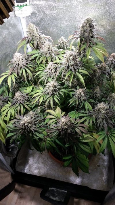 Zombie Kush Day 94 Flower Day 65 (7).jpg