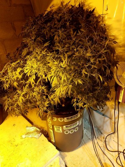 How The Heck Am I Gonna Flower This Thing.