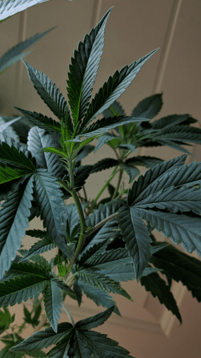 Marijuana Adventure