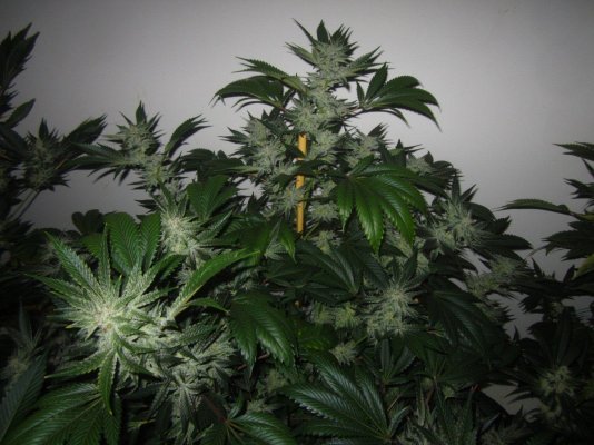 Let's See Your Frostiest Flowers