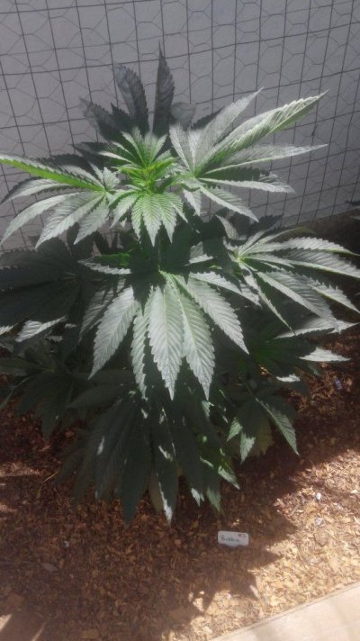 bubba 2.jpg
