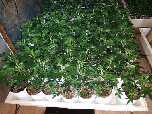 Chem #4 (dark Heart Nursery)