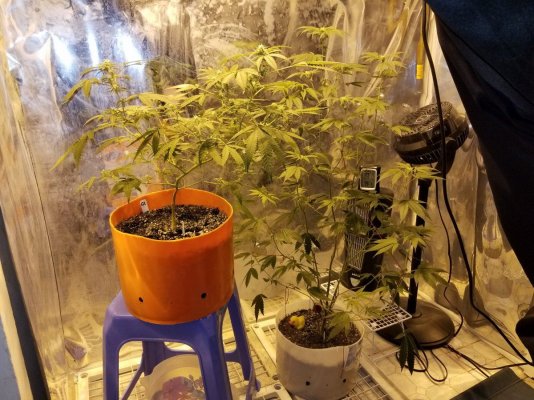 Germinated My 1st!