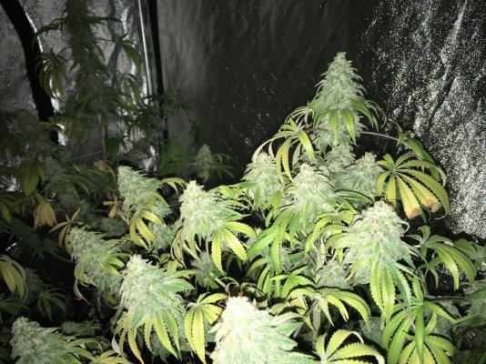 Multiple Strain Grow-killer Genetics