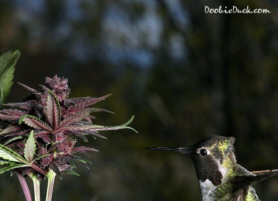 DoobieDucks' Hummingbirds