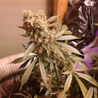 6 Of Your Best/favourite Strains You Would Recommend.