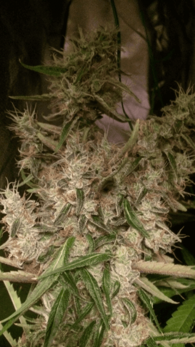 Gorilla Bomb