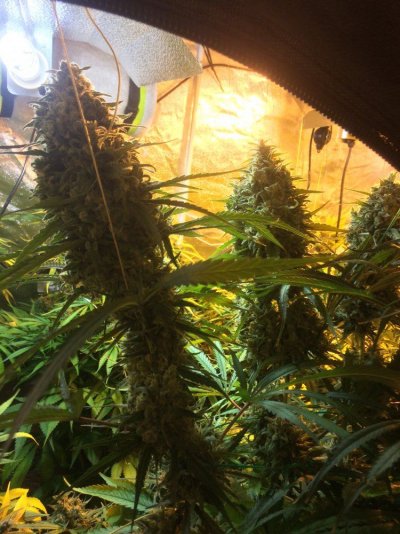 Gorilla Bomb