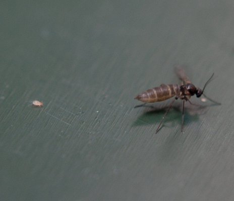 2017-04-24 - _DSC7180.jpg