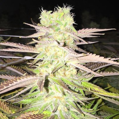 What You Guys Think Of Smartpots Indoor ?