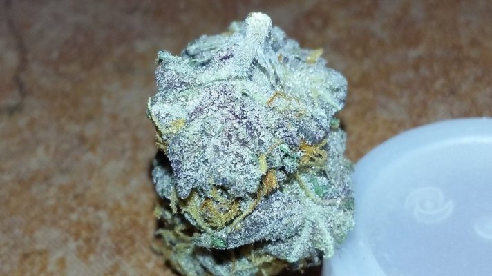 Bean Popping Madness With Mancdank