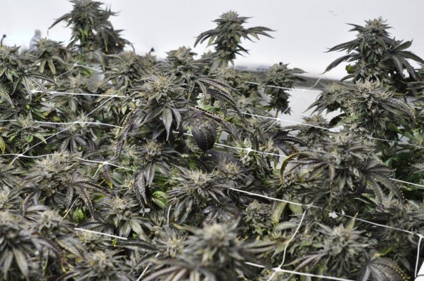 Boomer's 5000w Medical Cannabis Laboratory w/ C02 generator & ScrOG
