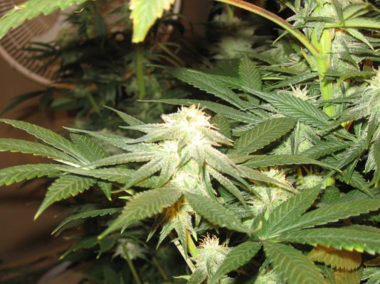 nug porn 004.jpg