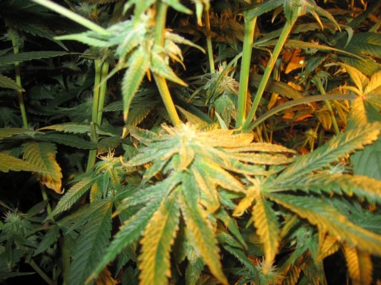 nug porn 005.jpg