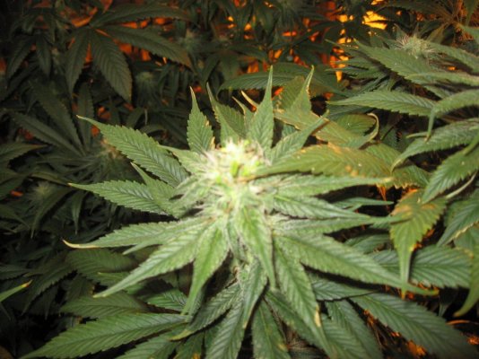 nug porn 006.jpg