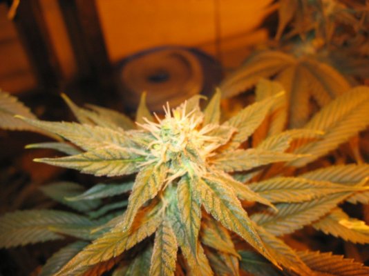nug porn 008.jpg