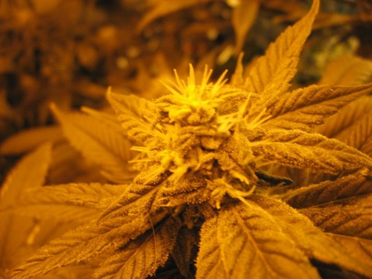nug porn 010.jpg