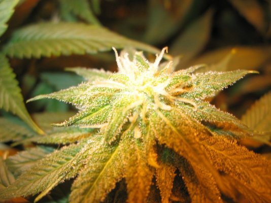 nug porn 013.jpg