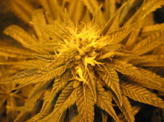 nug porn 014.jpg