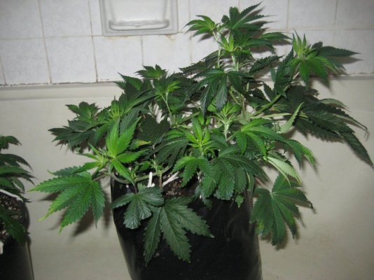 ud 4 day53 b.jpg