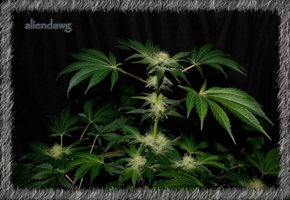 aliendawg plant 3....JPG