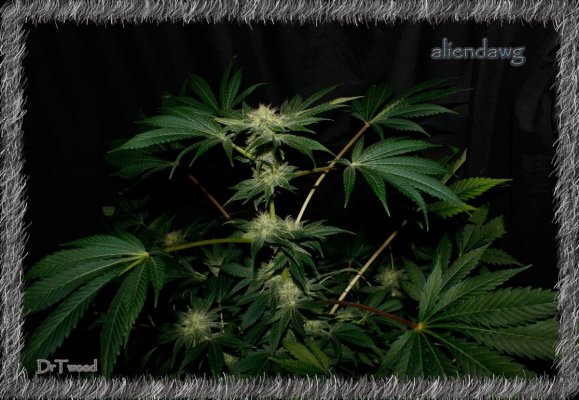 aliendawg plant 2.JPG