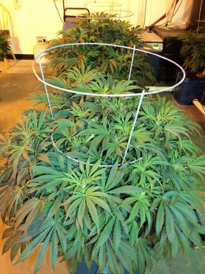 60 X 1000 Watts Under Current Hydro 20 Tons Of Ac And Some Co2