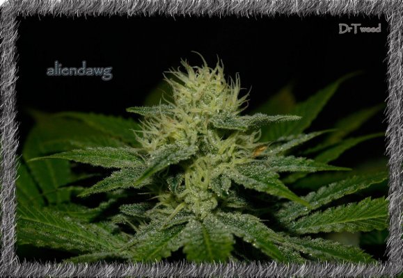 aliendawg plant 1,,.JPG