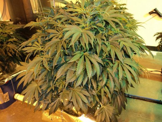 60 X 1000 Watts Under Current Hydro 20 Tons Of Ac And Some Co2