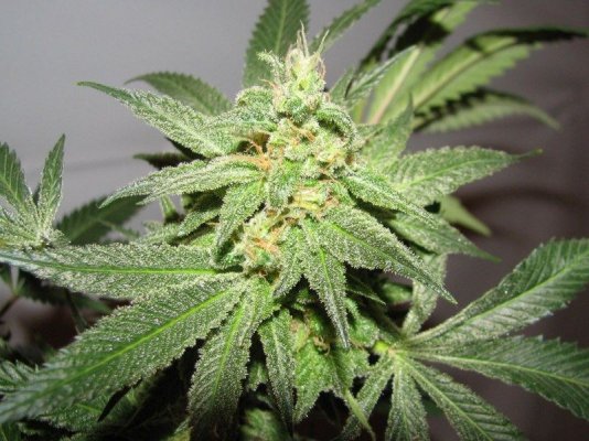 bananaKush bud2 [800x600].jpg