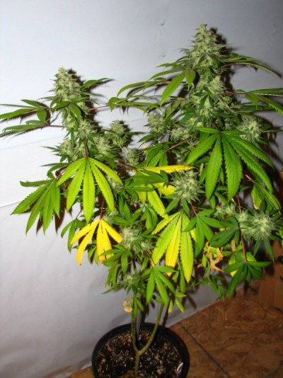 SDog 6 plant [800x600].jpg