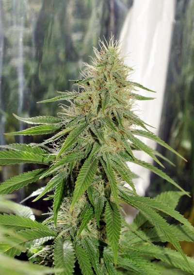 donk-36day-3.jpg