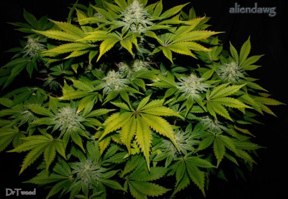aliendawg plant 1.JPG