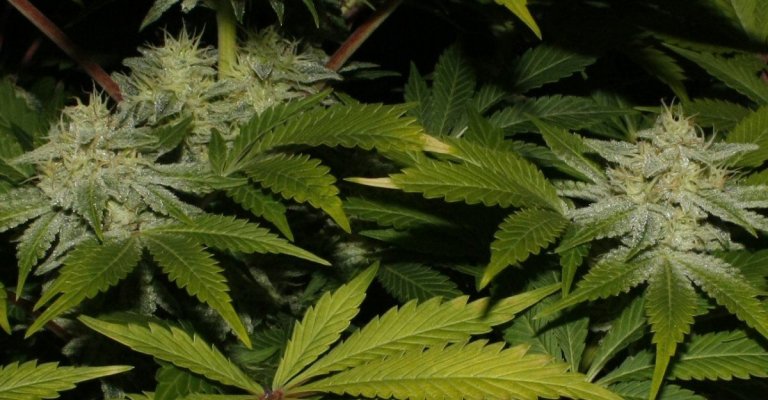 aliendawg plant 1 close up copy 1.jpg