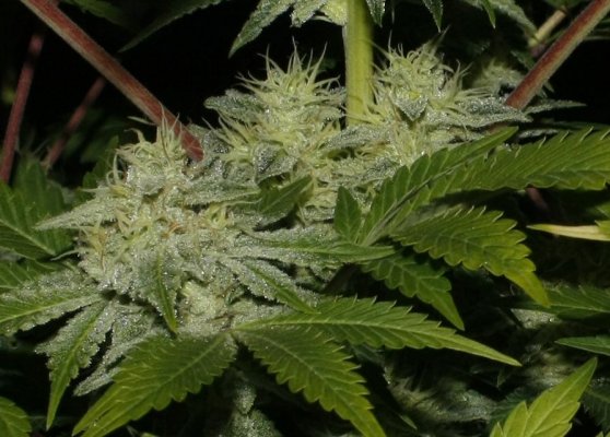 aliendawg plant 1 closeup copy.jpg